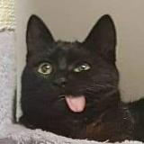 Ира Величко