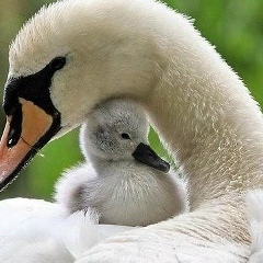 Шахноза Кулахметова, 21.11