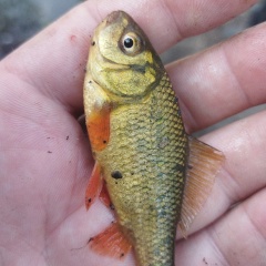 Сергей Алексеевич, 03.06.1972