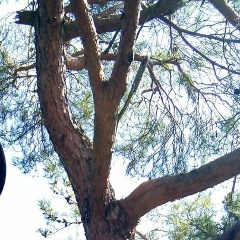 Сергей Зеркалин, Санкт-Петербург