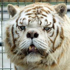 Трактор Мтз, 16.12