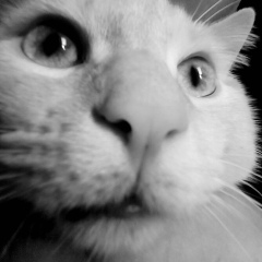 Silva Simu, 18.08.2000