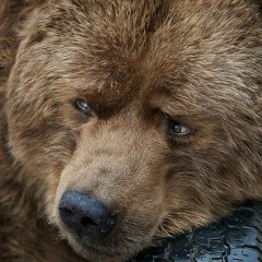 Виталий Брескин