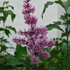 Оксана Васильевна, 22.08