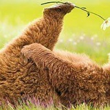 Исса Хазбиев, 10.01, Санкт-Петербург