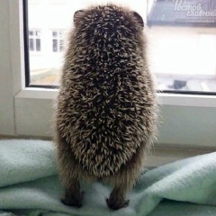 Максим Васильев, 18.11, Москва