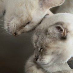 Оксана Гакман, 26.01.1987, Черновцы