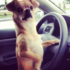 Ровшан Ахмедов, 19.12.1985, Баку