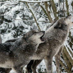 Василий Велин, Карталы