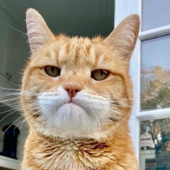 Андрей Андреев, 20.05.1986, Москва