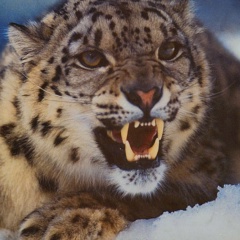 Ислам Ибраев, 14.03, Нарын