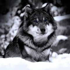 Николя Старченко, 18.09, Запорожье