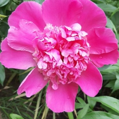 Ира Пирсанова, 19.05.1999, Вологда