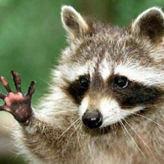Tanooki Raccoon, 14.09.1992, Rio de Janeiro
