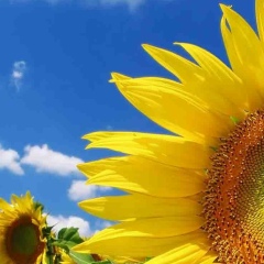 Екатерина Великая, 28.01, Киев