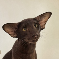 Zaviorica Zaviorica, Санкт-Петербург