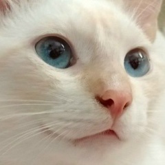 Анастасия Манадрина