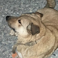 Bakinec Asadullaev, 21.04.1983, Баку