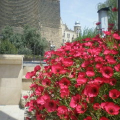 Gulnara Safarova, Баку