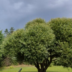 Лилия , Санкт-Петербург