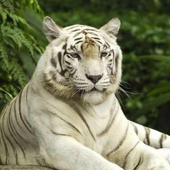 Башир Таргимхо, 01.01.1986, Москва