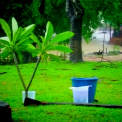 Mg Kissar, 01.02.2000