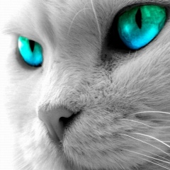 Дмитрий Кулиш, Москва