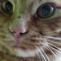 Dimeon Ragz, Хабаровск