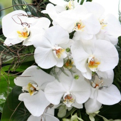 Насиба Атабаева, Актау