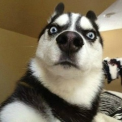 Олег Костин, 14.10, Донецк