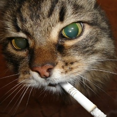 Сергей Топер, 01.01, New York City