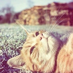 Таня Московая