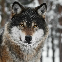 Юрий Мусихин, 24.11, Пермь