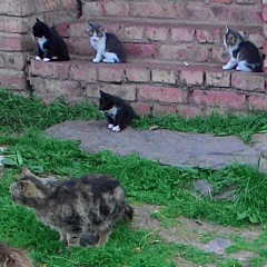 Андрей Афанасьев, 19.04.1970, Булынино