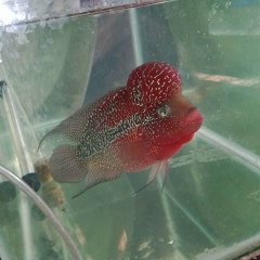 ပု ရစ္, 29.08.1995, Yangon