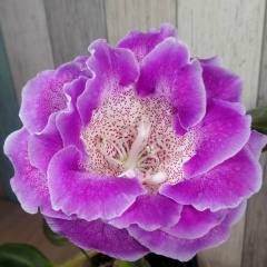 Татьяна Круль, 17.09, Санкт-Петербург