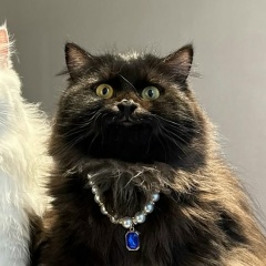 Сашенька Лошкомоев, 04.02.1992, Тюмень