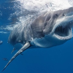 Якоб Понарин, 21.06