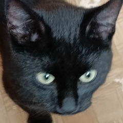 Александр Лебедев, 10.11, Петрозаводск