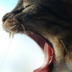 Александр Беларусов, 01.04.1985