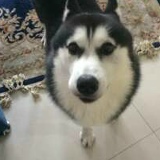 Александр Ильин, Владивосток