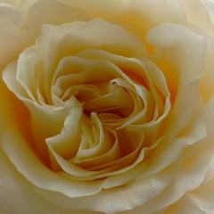 Евгения , 27.11.1989, Архангельск