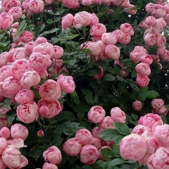 Layla Orak, Нальчик