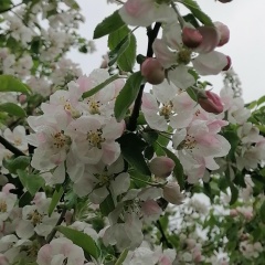 Ольга Гусева--Подвицкая, 06.01.1980, Санкт-Петербург