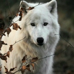 Иван Белый, 17.10, Калуга