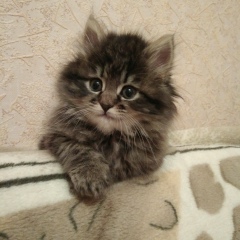 Павел Павлов, Белгород