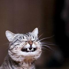 Елена Полудина