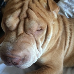 Артем Пух, Москва