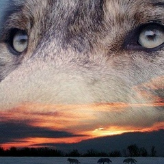 Алексей Поляков, Санкт-Петербург