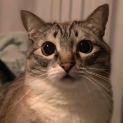 Nikita Lol, 11.12, Воронеж